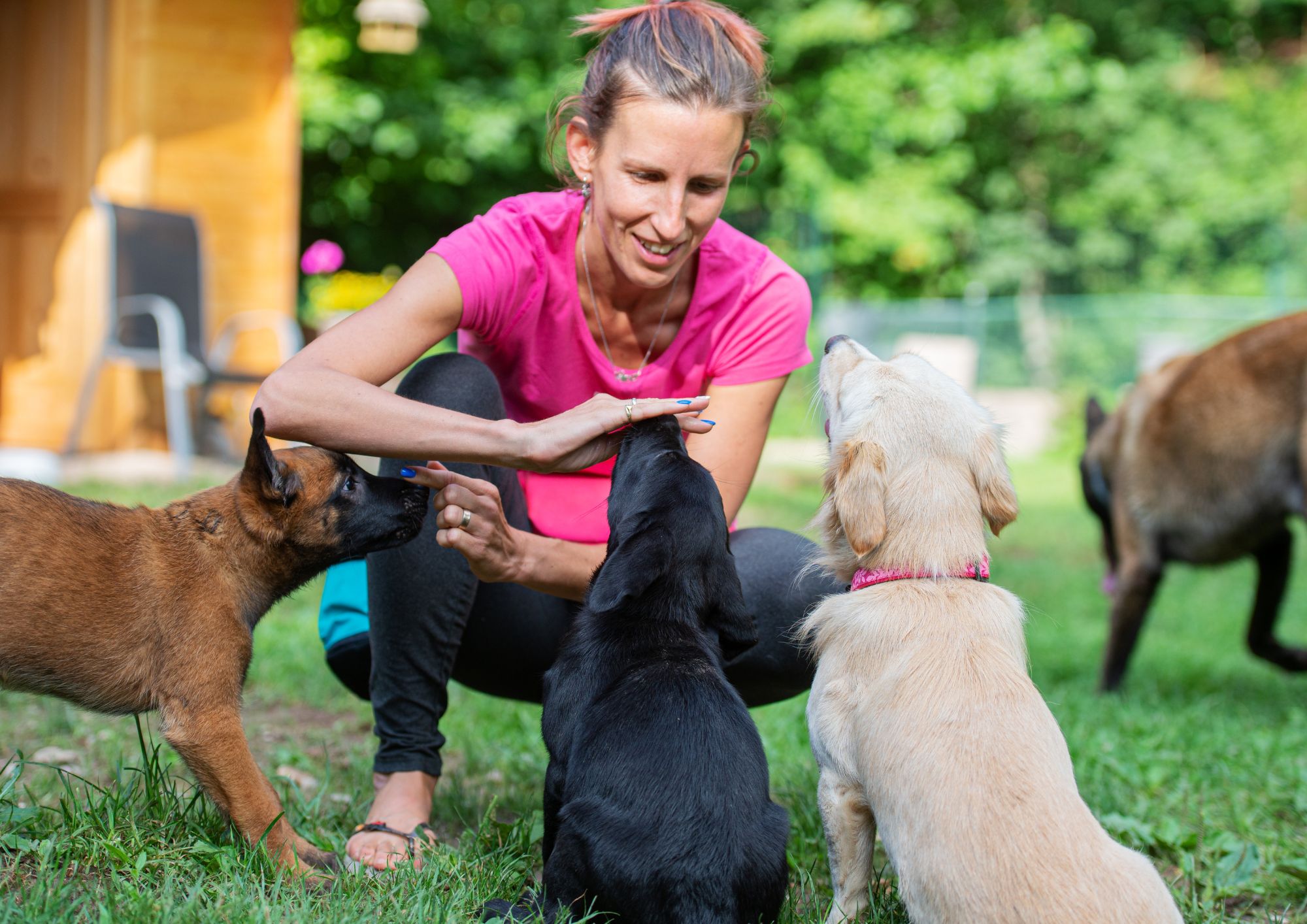 Corso di Tecnico Cinofilo, addestramento e cura del cane