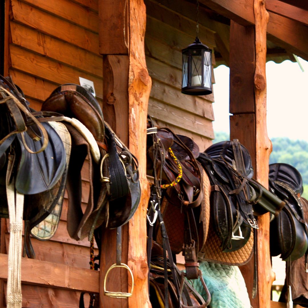 Cura e addestramento del cavallo in scuderia