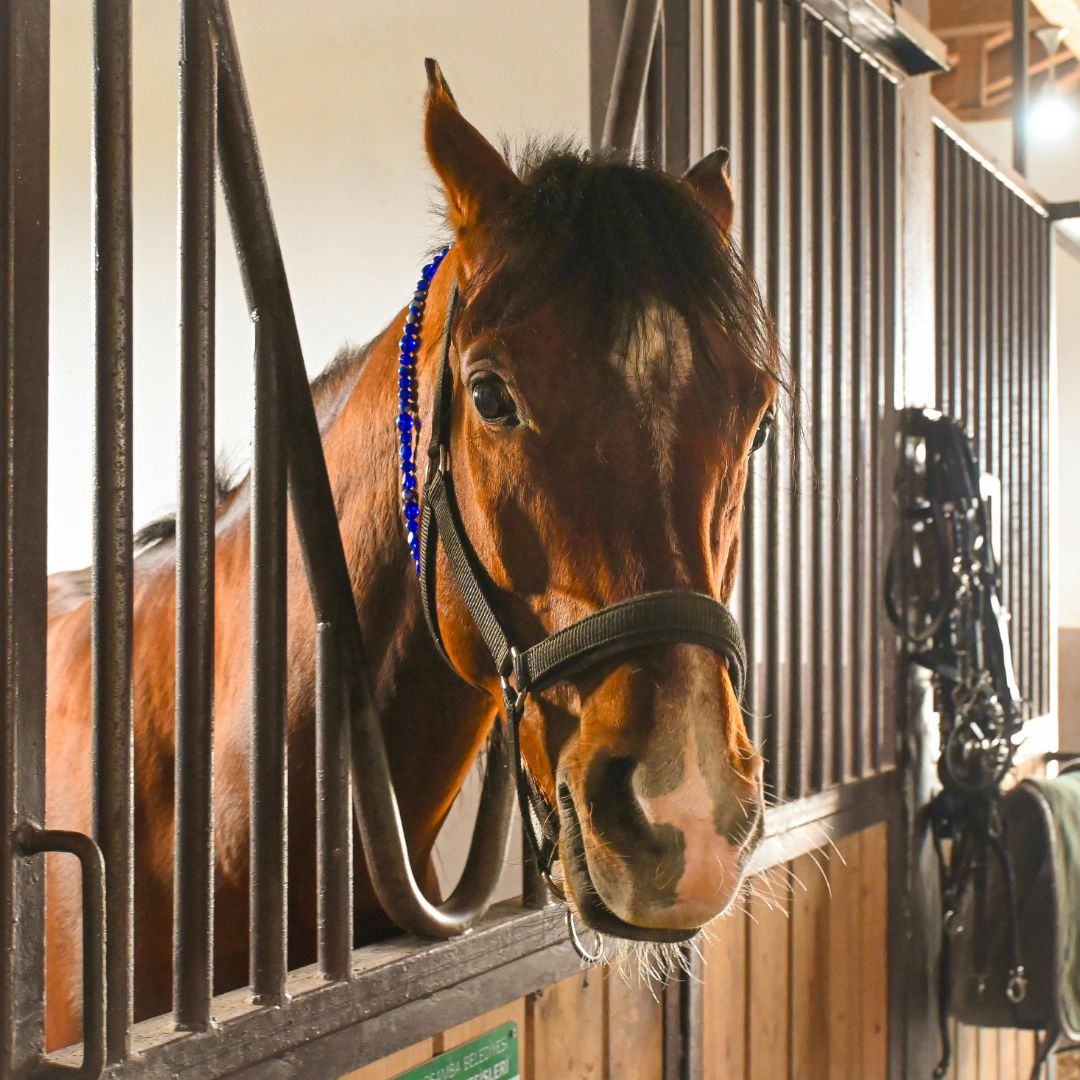 Tecnico di scuderia con un cavallo