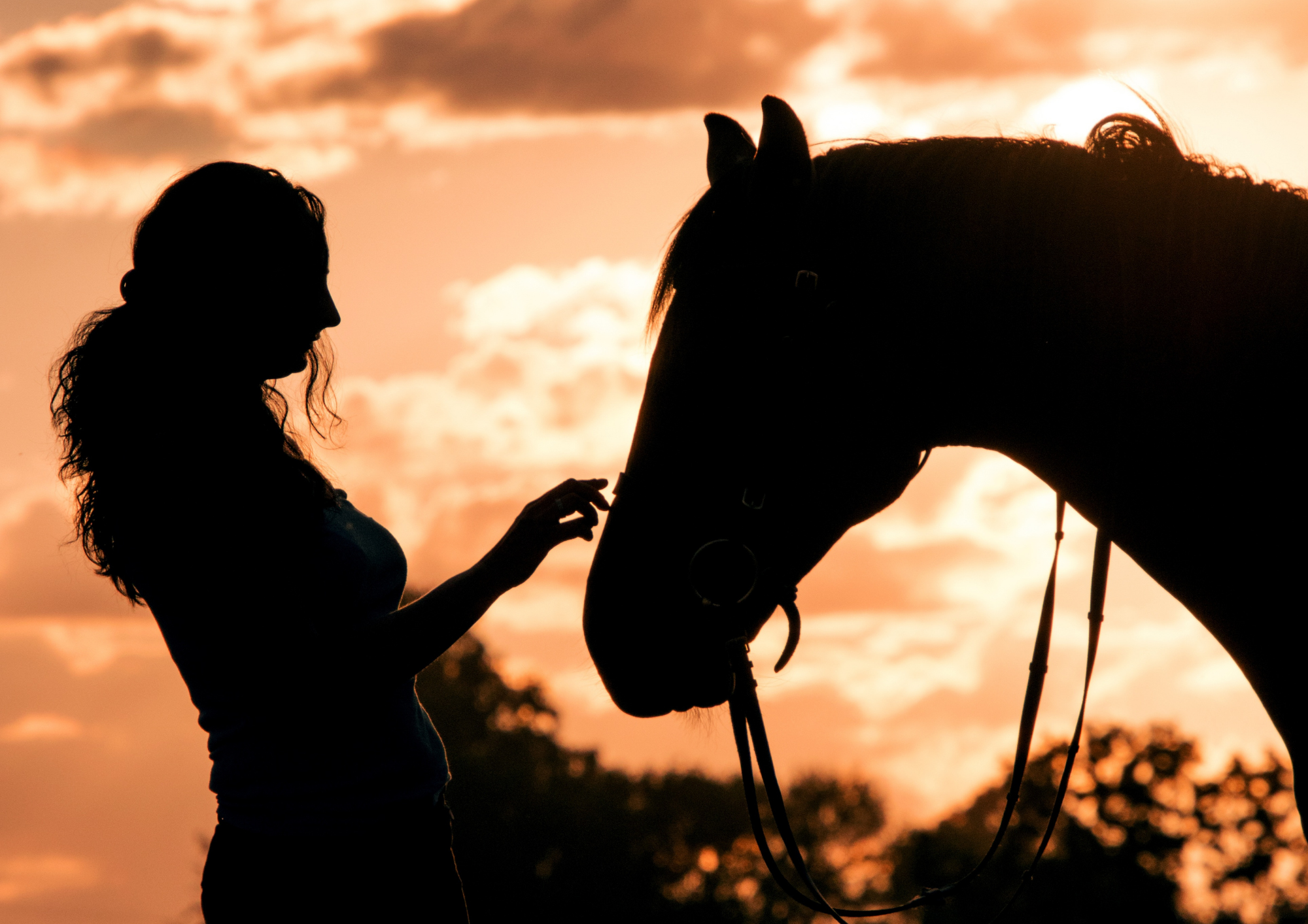 Persona accanto a un cavallo durante un momento di relazione in un contesto di Interventi Assistiti con gli Animali