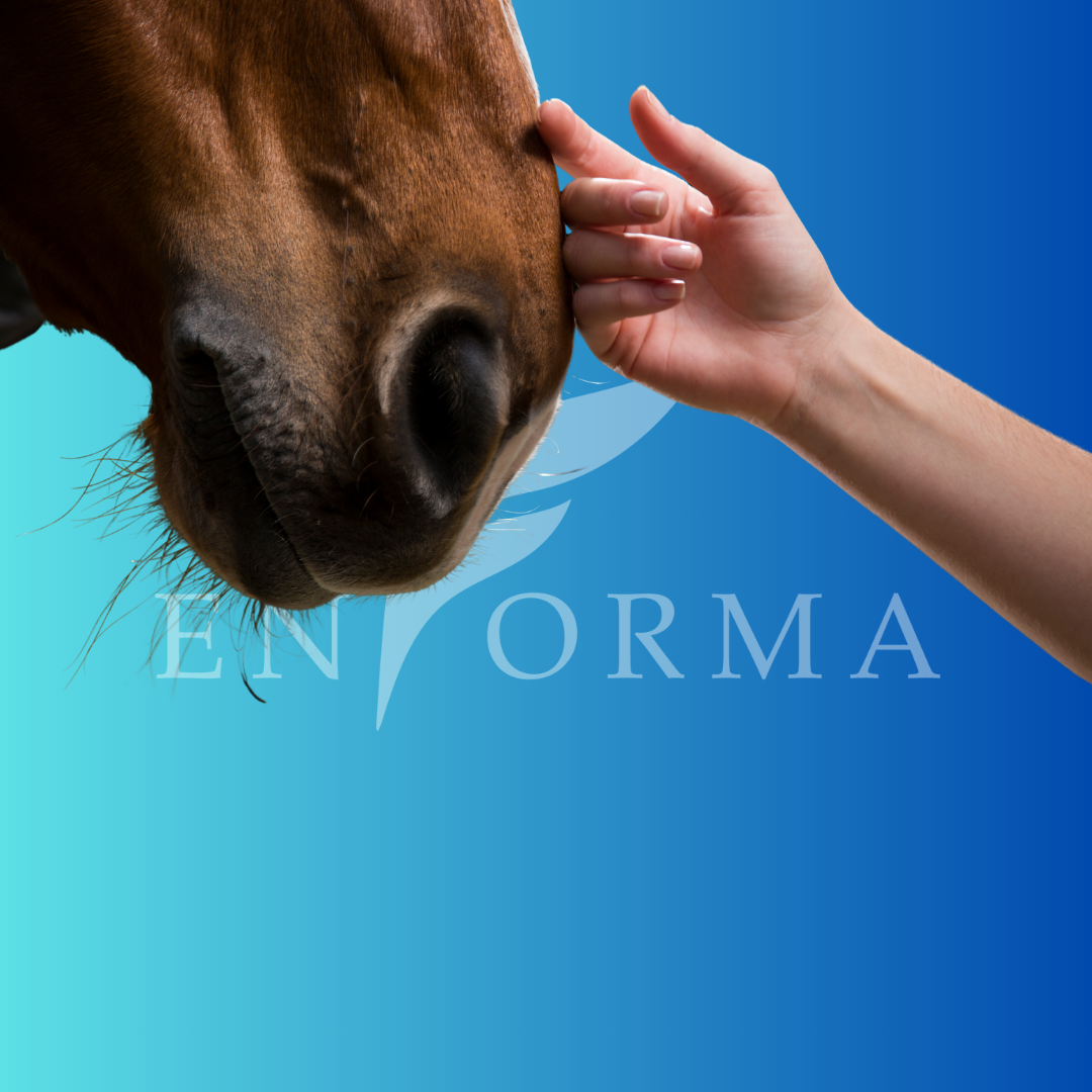 Cavallo accudito in scuderia